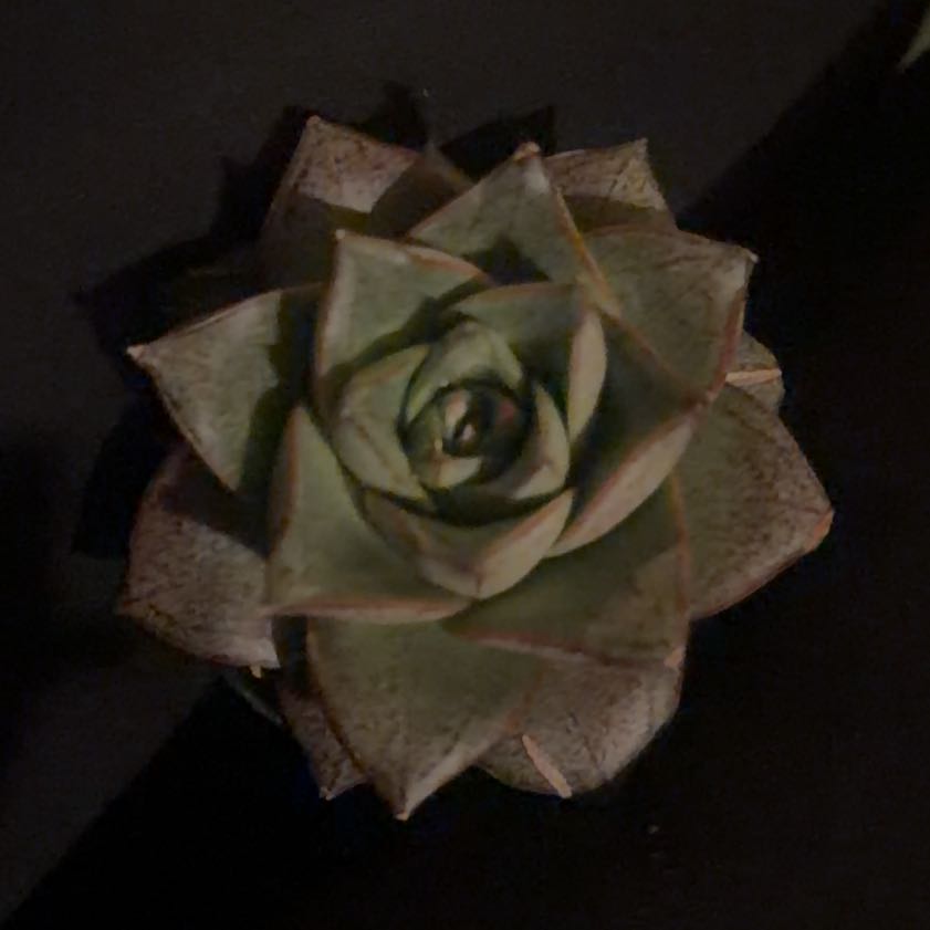 Photo of the plant species Echeveria purpusorum by @LpcRookie named Einstein on Greg, the plant care app