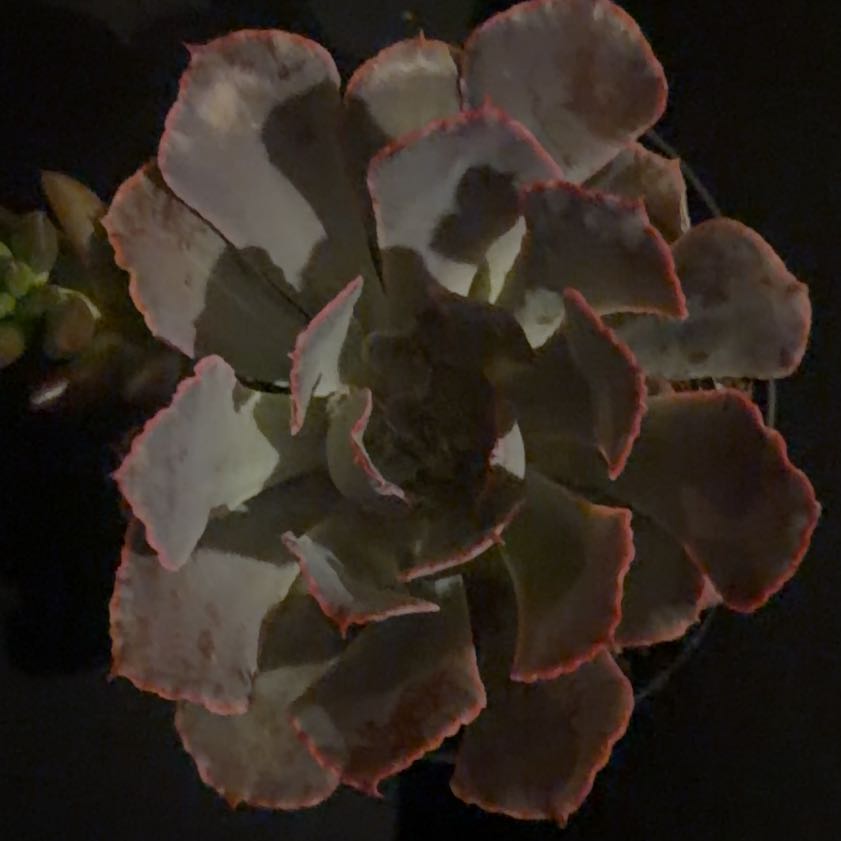 Photo of the plant species Echeveria 'Neon Breakers' by @LpcRookie named Navajo on Greg, the plant care app