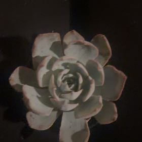 Photo of the plant species Echeveria Subsessilis by @LpcRookie named Muhammad Ali on Greg, the plant care app