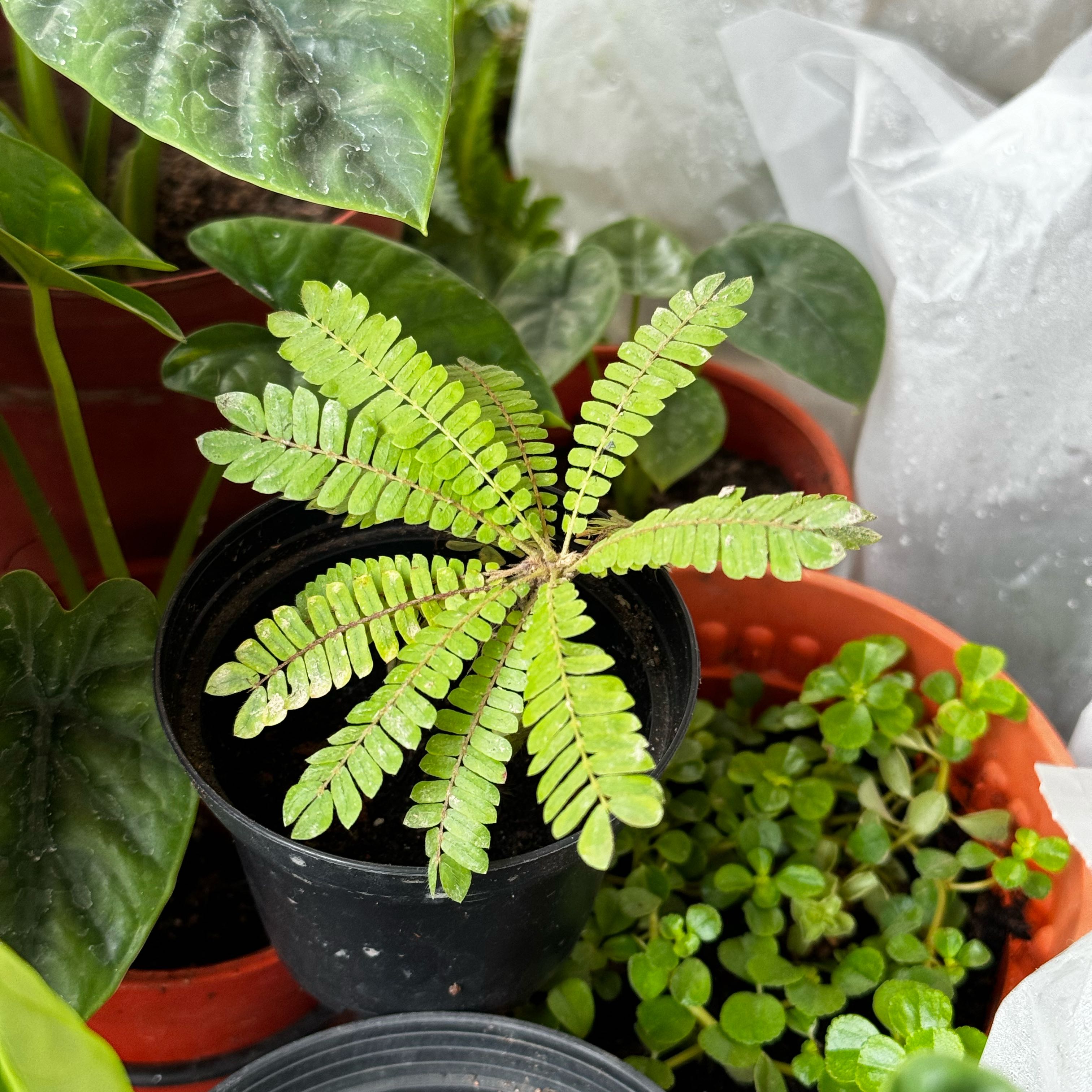Photo of the plant species Little Tree Plant by @HeartyTurkshead named Walt on Greg, the plant care app