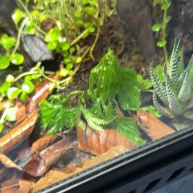 Photo of the plant species Gemmiferous Spikemoss by @HeartyTurkshead named Gobi on Greg, the plant care app
