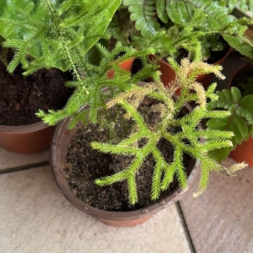 Photo of the plant species Palhinhaea Cernua by @HeartyTurkshead named Coco on Greg, the plant care app