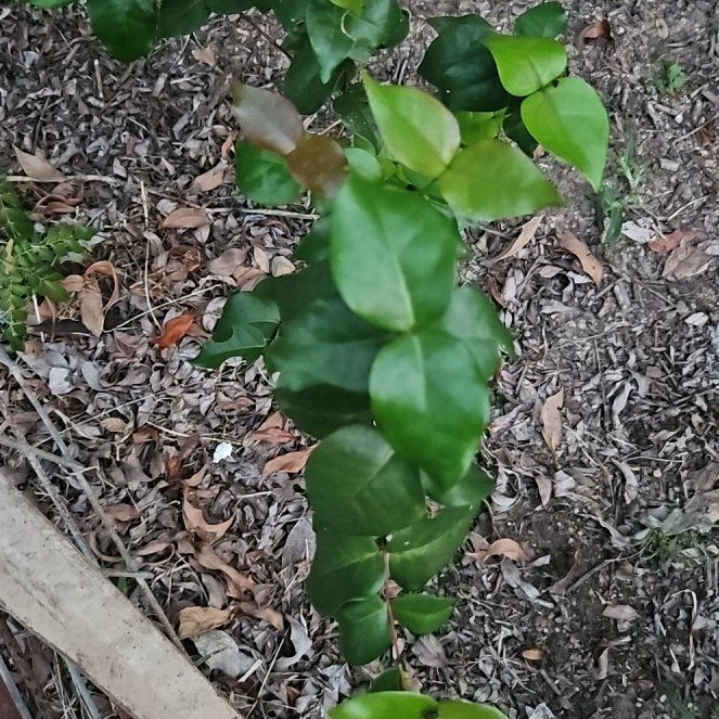Photo of the plant species grumichama by @LightHoyaburma named McKinley on Greg, the plant care app