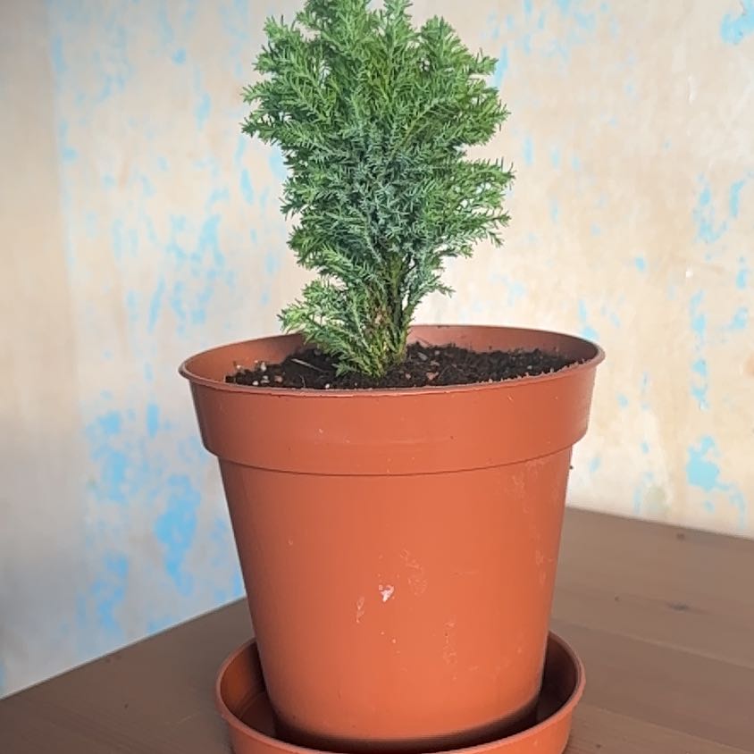 Photo of the plant species False Cypress by @Caitlan named Treebeard on Greg, the plant care app