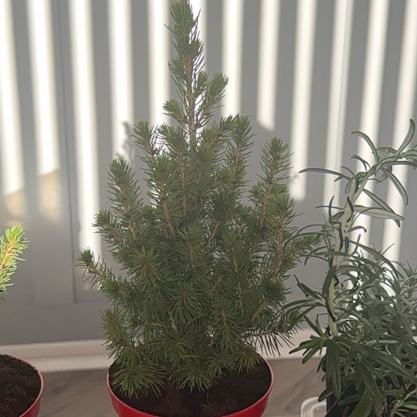 Photo of the plant species Dwarf Alberta Spruce by @Caitlan named Clyde on Greg, the plant care app