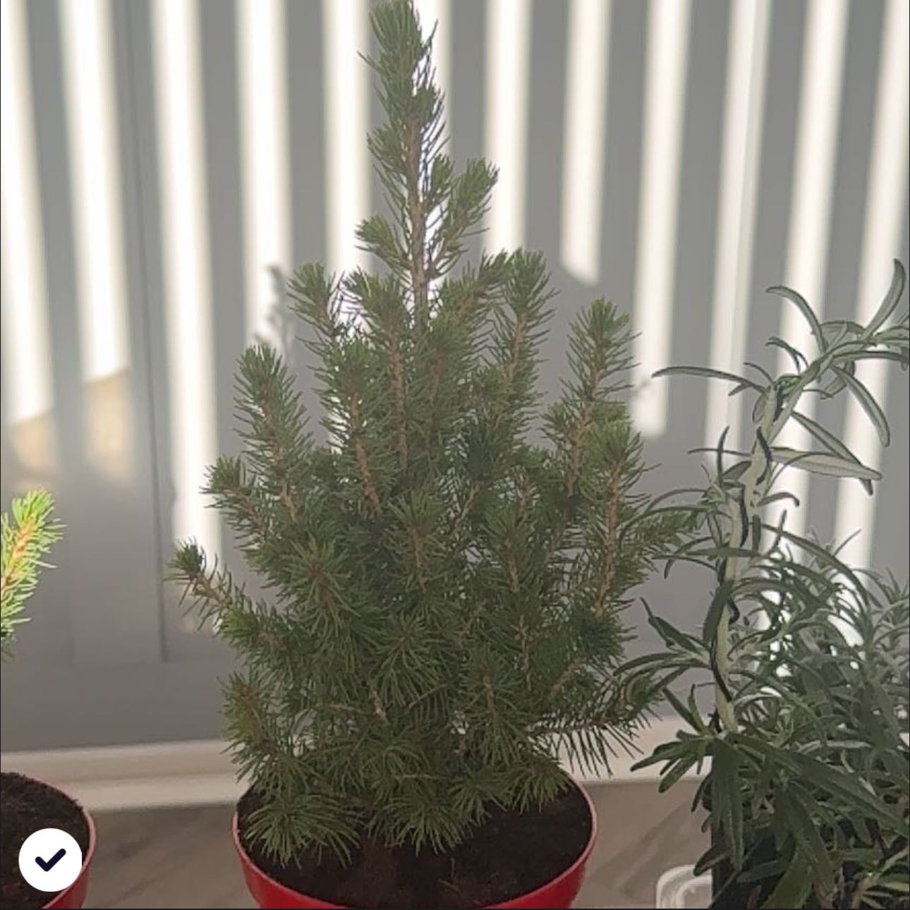 Photo of the plant species Dwarf Alberta Spruce by @Caitlan named Bonnie on Greg, the plant care app