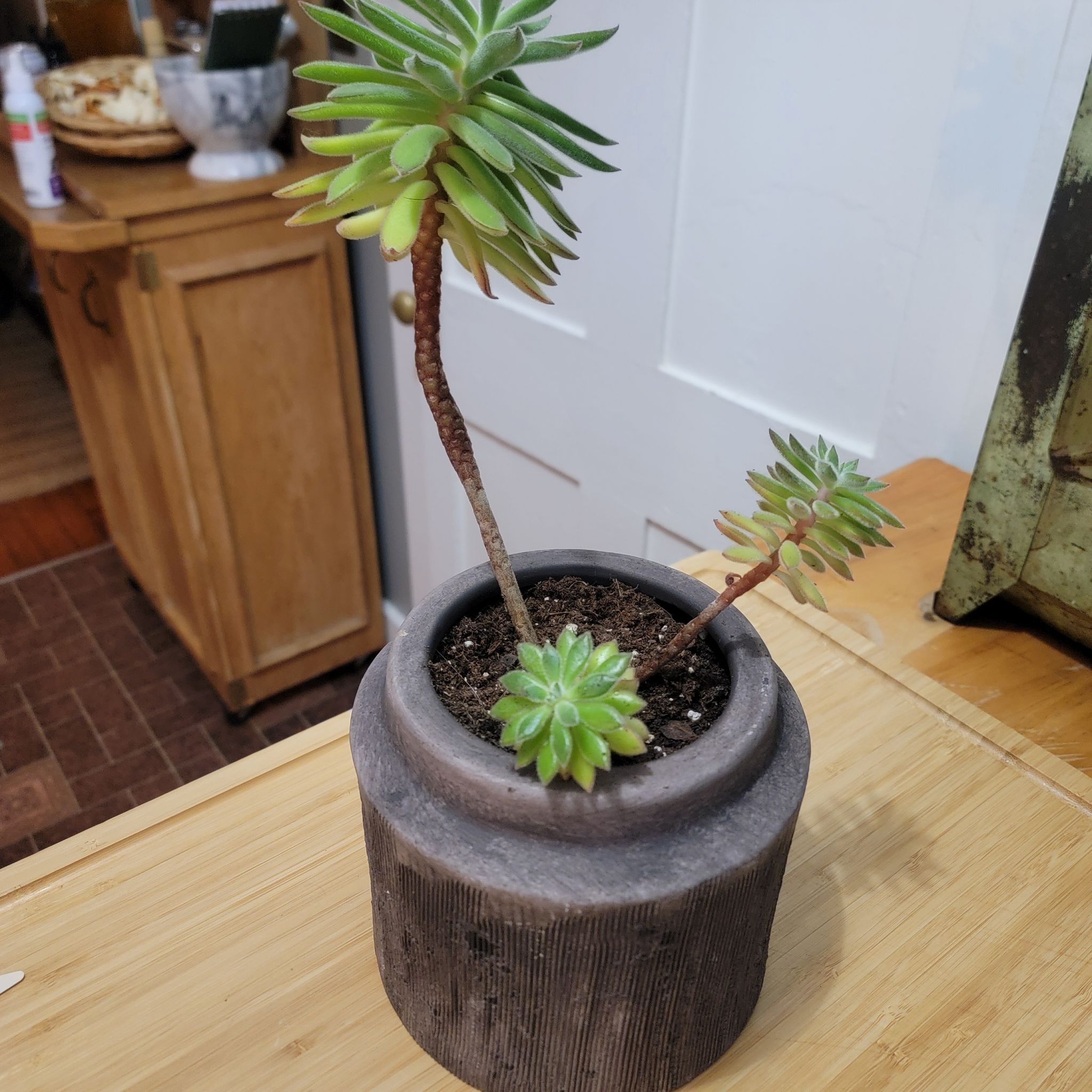 Photo of the plant species Echeveria Spruce Oliver by @serenamorgan named Oliver on Greg, the plant care app