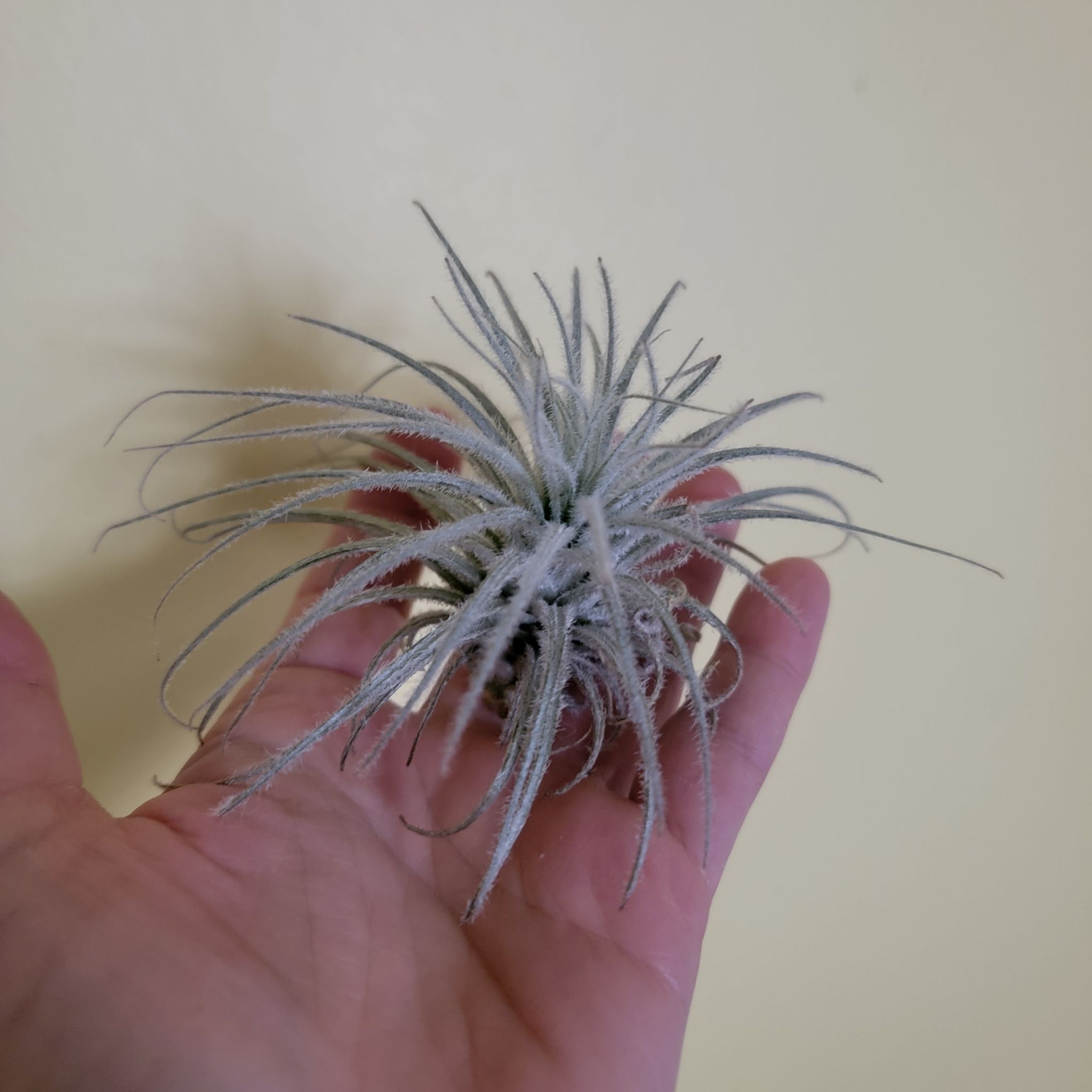 Photo of the plant species Tillandsia Tectorum 'Filifoliata' by @serenamorgan named Jefferson Air-plant on Greg, the plant care app