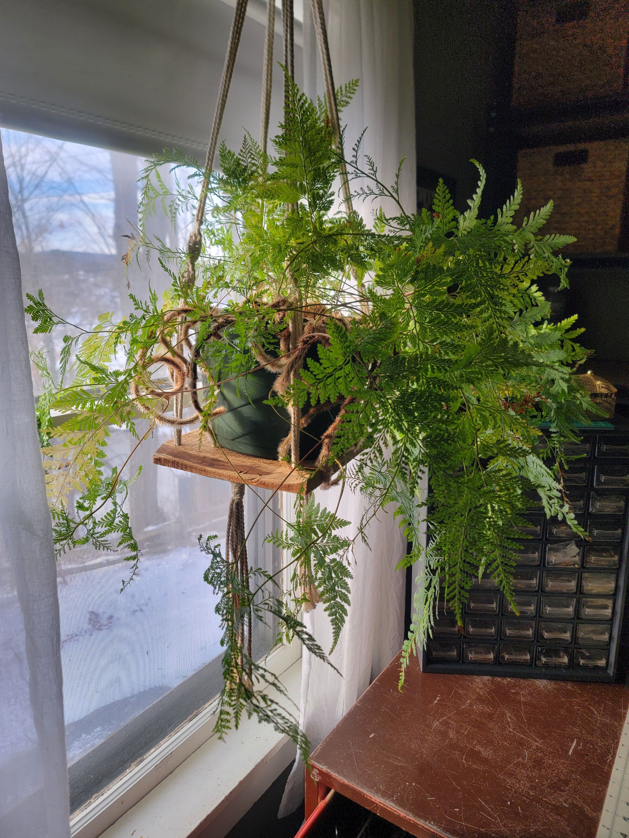 Photo of the plant species Rabbit's Foot by @serenamorgan named Devallia on Greg, the plant care app
