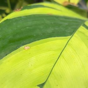 Photo of the plant species Expanded Lobsterclaw by @GladCauliflower named Kardashian on Greg, the plant care app