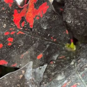 Photo of the plant species Flamboyant Tree by @GladCauliflower named Kesha on Greg, the plant care app