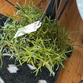 Photo of the plant species Dragon Tongue Bush Bean by @GrandBentgrass named Prince on Greg, the plant care app
