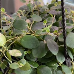 Photo of the plant species Codonanthe by @GrandBentgrass named Huckleberry Fern on Greg, the plant care app