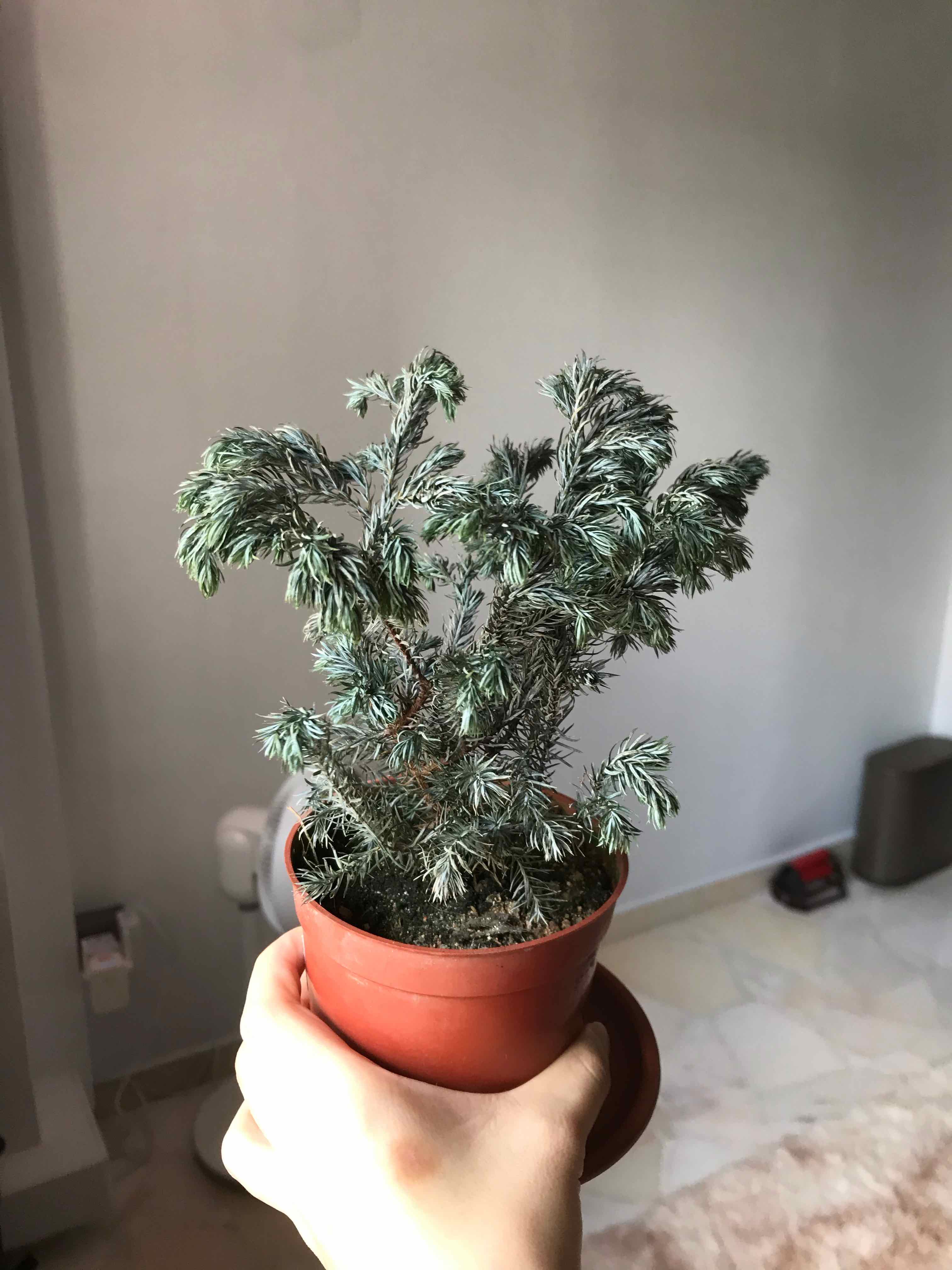 Plant care for Chinese Weeping Cypress on Greg, the plant care app