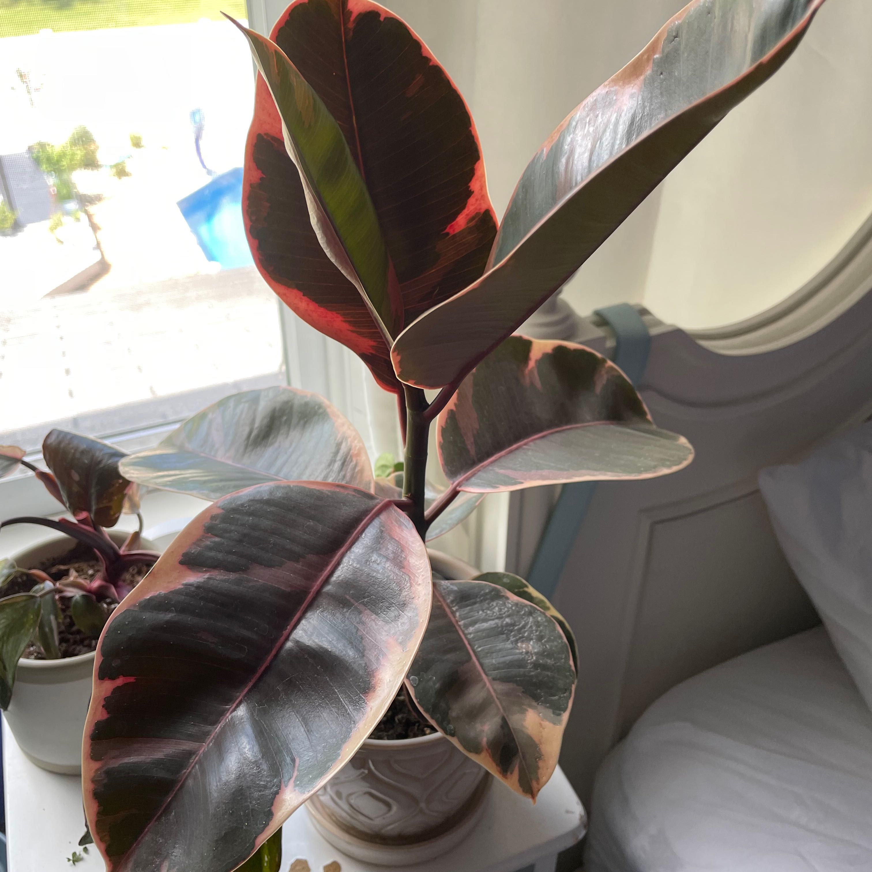 Burgundy Rubber Tree with healthy, glossy leaves in a pot indoors.