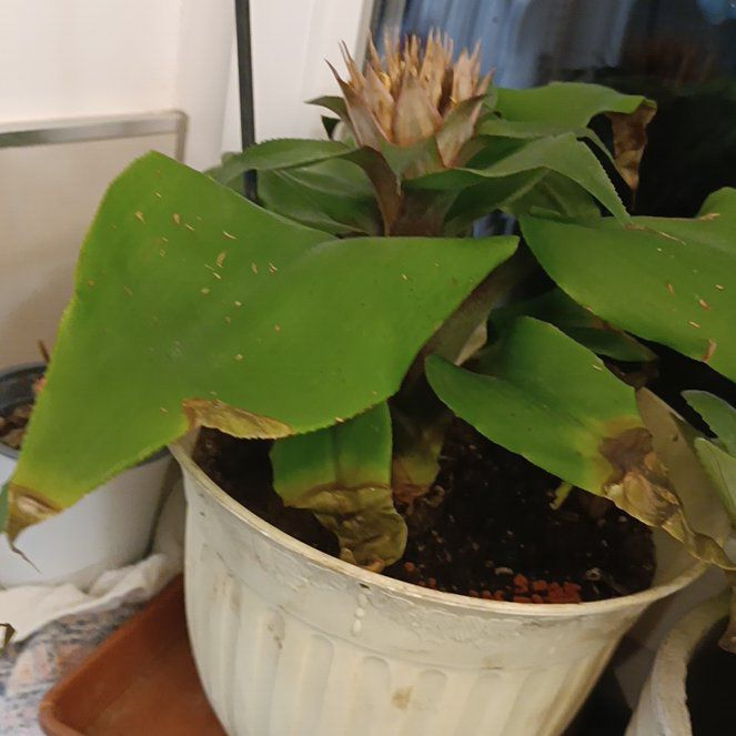 Photo of the plant species Aechmea Tayoensis by @SizzlingHemlock named Coco on Greg, the plant care app