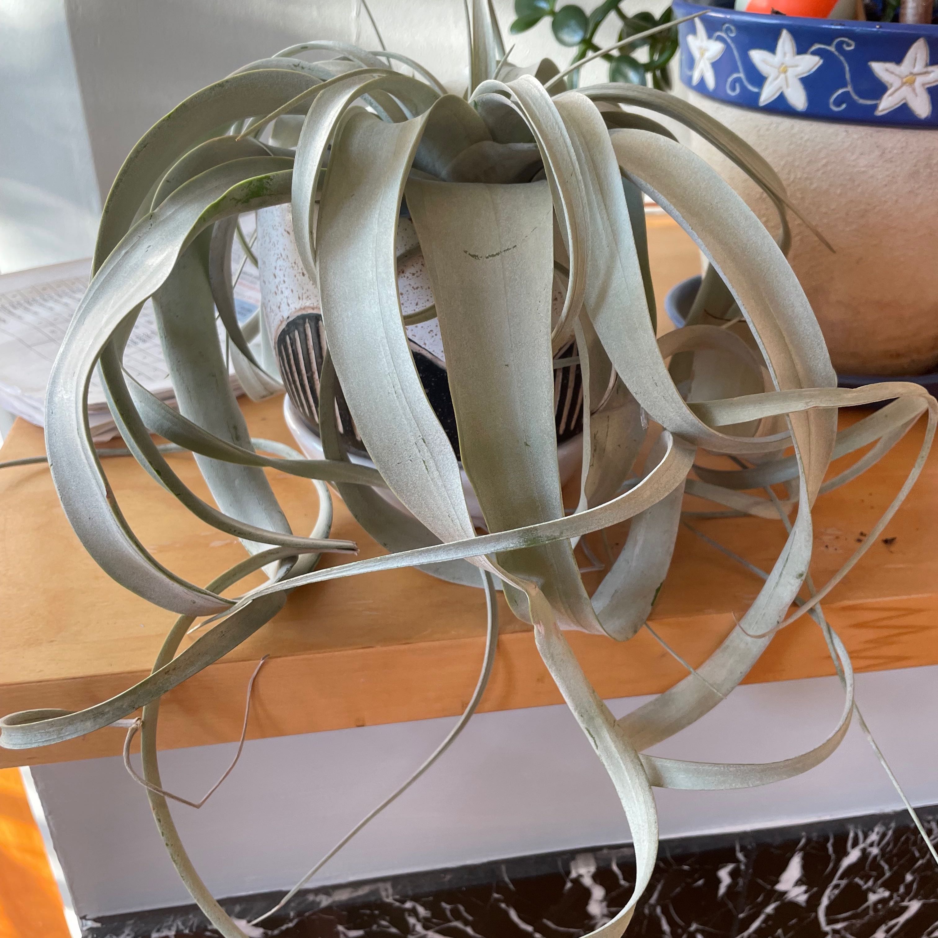 Tillandsia Xerographica plant with curly, silver-green leaves on a wooden surface.