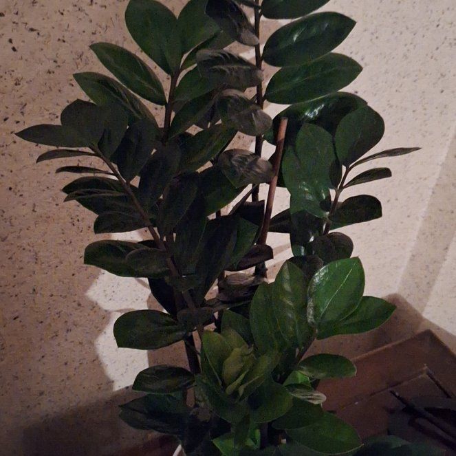 Photo of the plant species Variegated Zanzibar Gem by @NeatFatsiaplant named Wilhelm Friedrich Ludwig von Hohenzollern on Greg, the plant care app