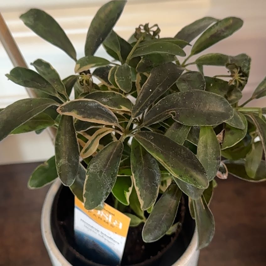 Photo of the plant species Moondrop Dwarf Umberlla Tree by @BuffWinterheath named Keanu Leaves on Greg, the plant care app