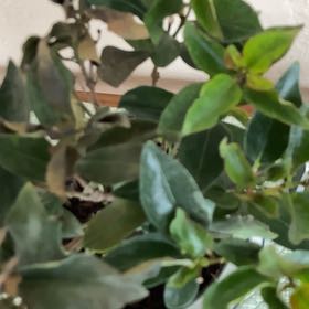 Photo of the plant species Dipladenia by @SaviorNapaea96 named Navajo on Greg, the plant care app