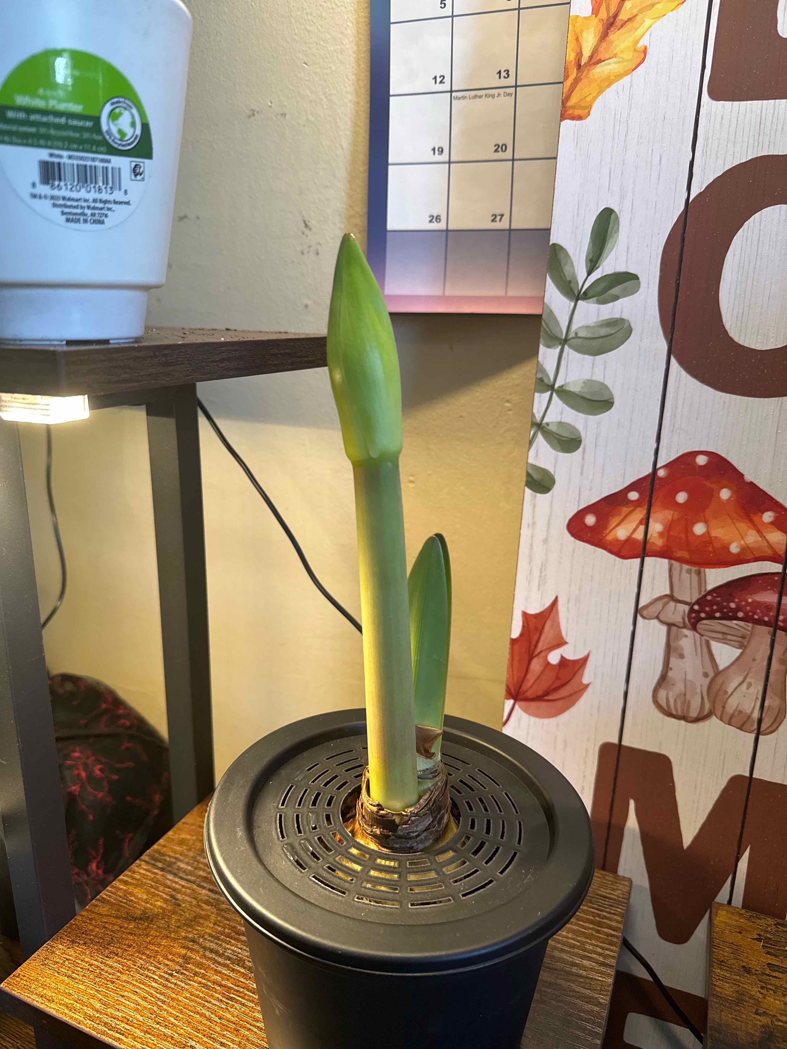 Photo of the plant species Royal Velvet Amaryllis by @Eva_Pro named Royal Velvet Amaryllis on Greg, the plant care app