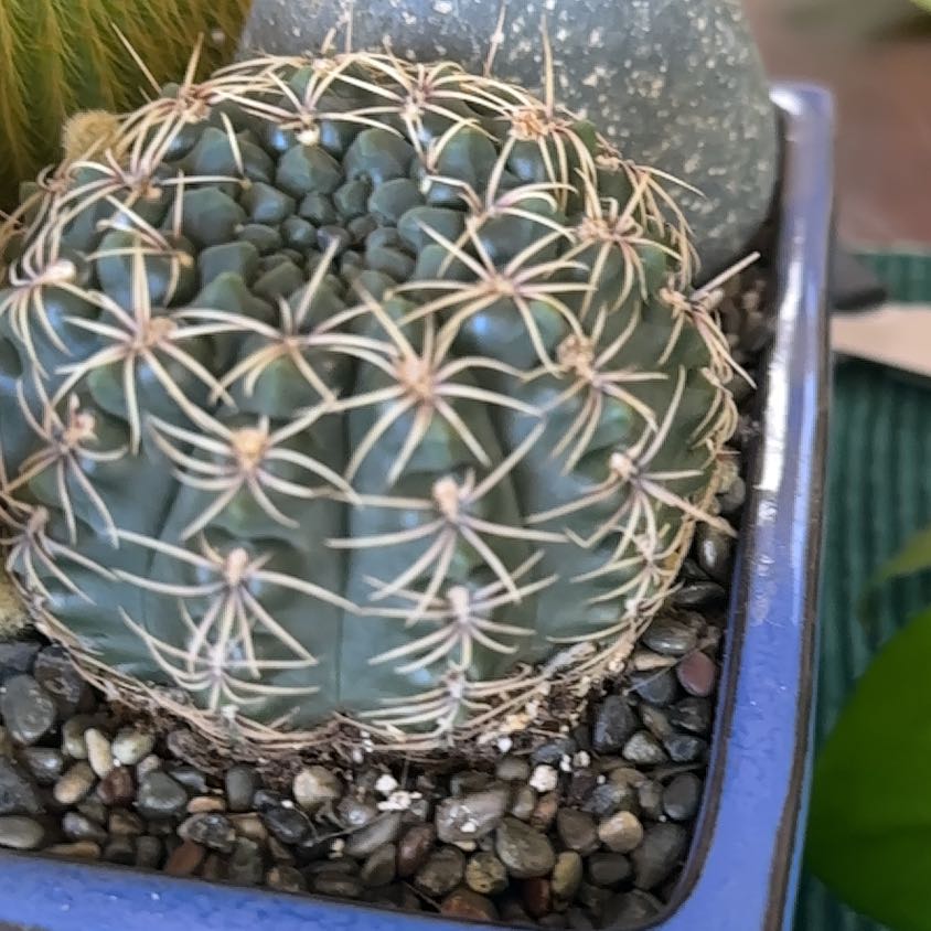 Photo of the plant species Elephant's Tooth by @DeanOcotillo69 named Athena on Greg, the plant care app