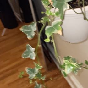 Photo of the plant species Ivy by @emmland named hedera helix chester on Greg, the plant care app
