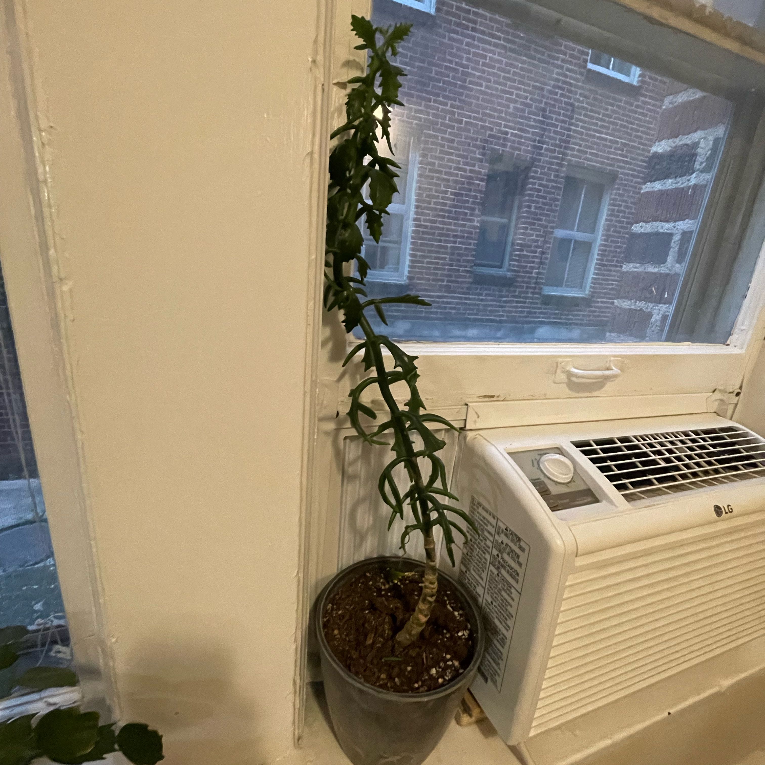 Photo of the plant species Spearhead by @emmland named Senecio kleiniiformis on Greg, the plant care app