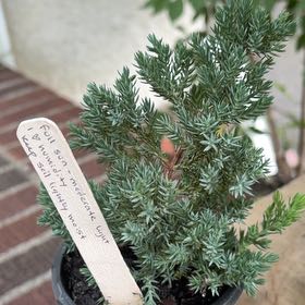 Photo of the plant species Japanese Garden Juniper by @emmland named Bigleef Smalls on Greg, the plant care app
