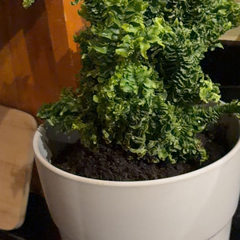 Photo of the plant species Emina Curly Boston Fern by @emmland named Doja Cat on Greg, the plant care app