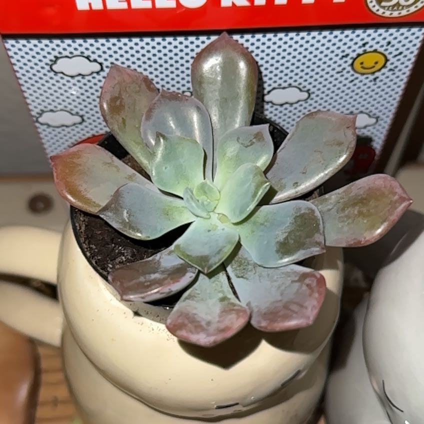 Photo of the plant species Graptoveria Debbi by @JoyousApple99 named James Dean on Greg, the plant care app