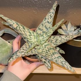 Photo of the plant species Aloe 'Sidewinder' by @JoyousApple99 named Muhammad Ali on Greg, the plant care app