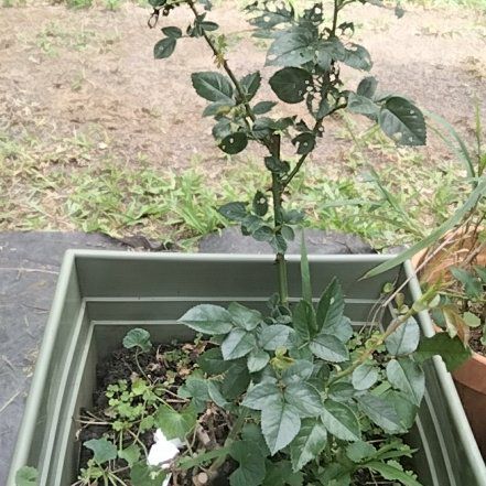 Photo of the plant species Rosa 'Archbishop Desmond Tutu' by @FitPinkruby39 named Desmond Tutu on Greg, the plant care app