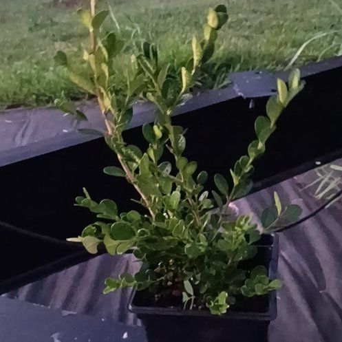 Photo of the plant species Japanese Boxwood by @FitPinkruby39 named Aria on Greg, the plant care app