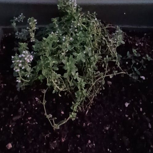 Photo of the plant species Elfin Thyme by @FitPinkruby39 named Bruce Lee on Greg, the plant care app