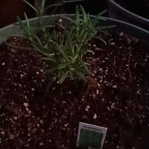 Photo of the plant species Baby P.J. by @FitPinkruby39 named Taylor Swift on Greg, the plant care app