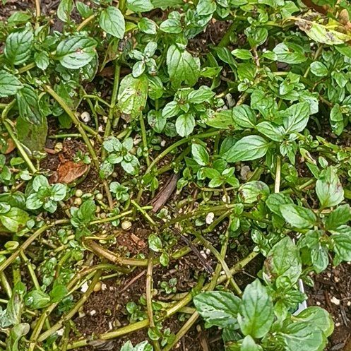 Photo of the plant species Peppermint by @FitPinkruby39 named Bella on Greg, the plant care app