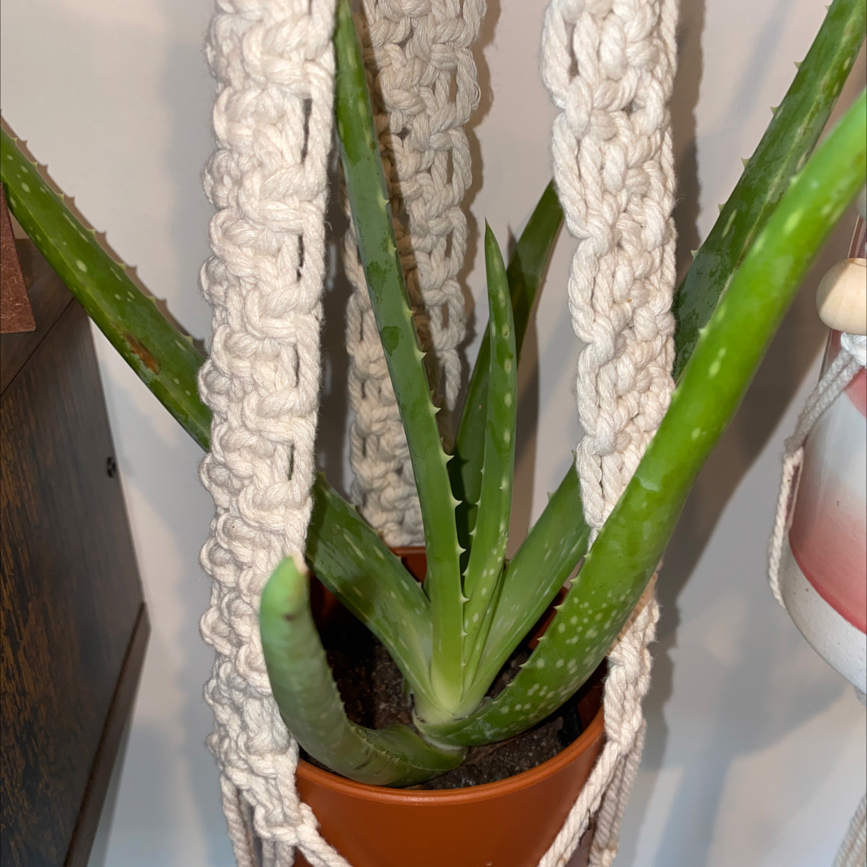 Aloe vera plant photo by @JUSTPLANTY named Aloe youalot on Greg, the plant care app.