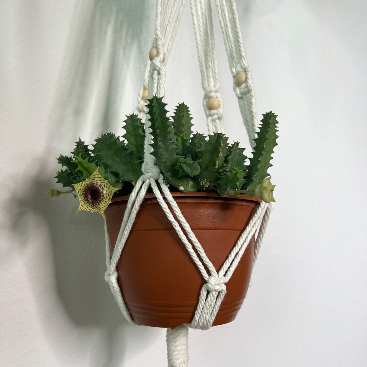 Lifesaver Cactus (Huernia zebrina) in a hanging pot with a visible flower.