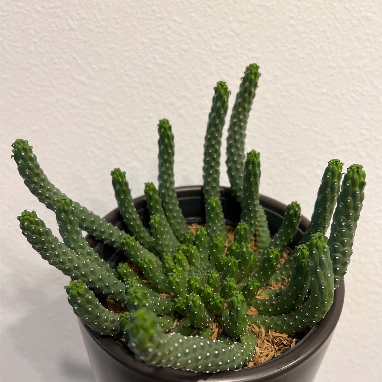 Potted Medusa's Head succulent with green cylindrical stems, healthy appearance.