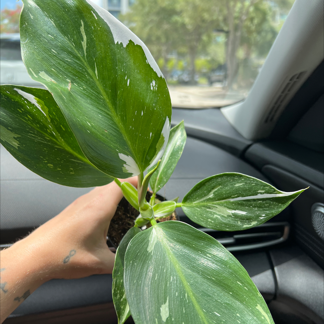 Philodendron 'White Wizard' plant with variegated leaves held by a hand inside a car.