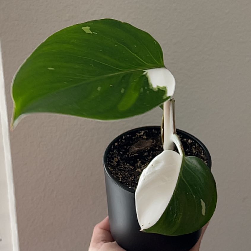 White Knight Philodendron with variegated leaves in a black pot, held by a hand.