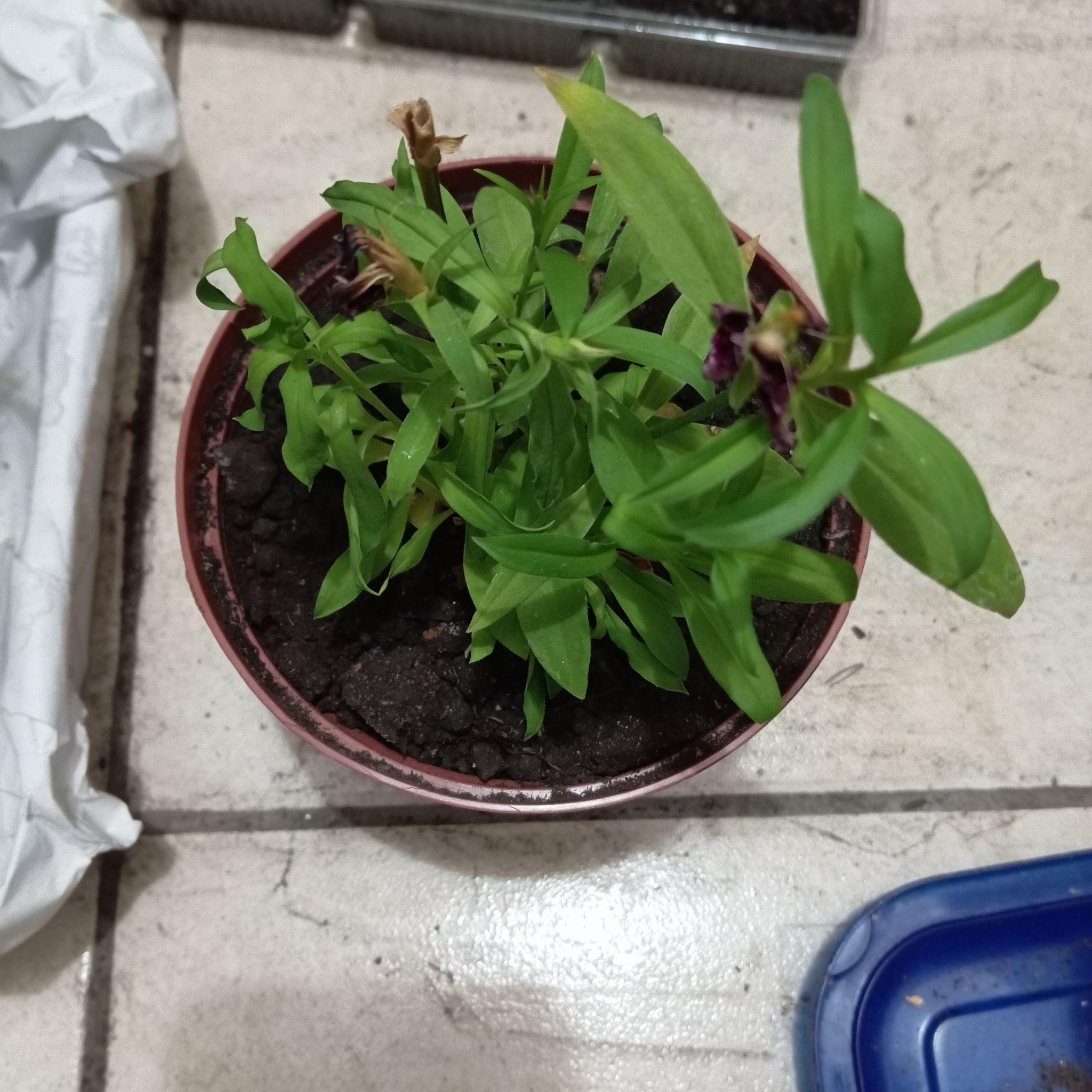 Photo of the plant species Sweet William 'Sweet Red' by @WittyCantaloupe named Tolkien on Greg, the plant care app