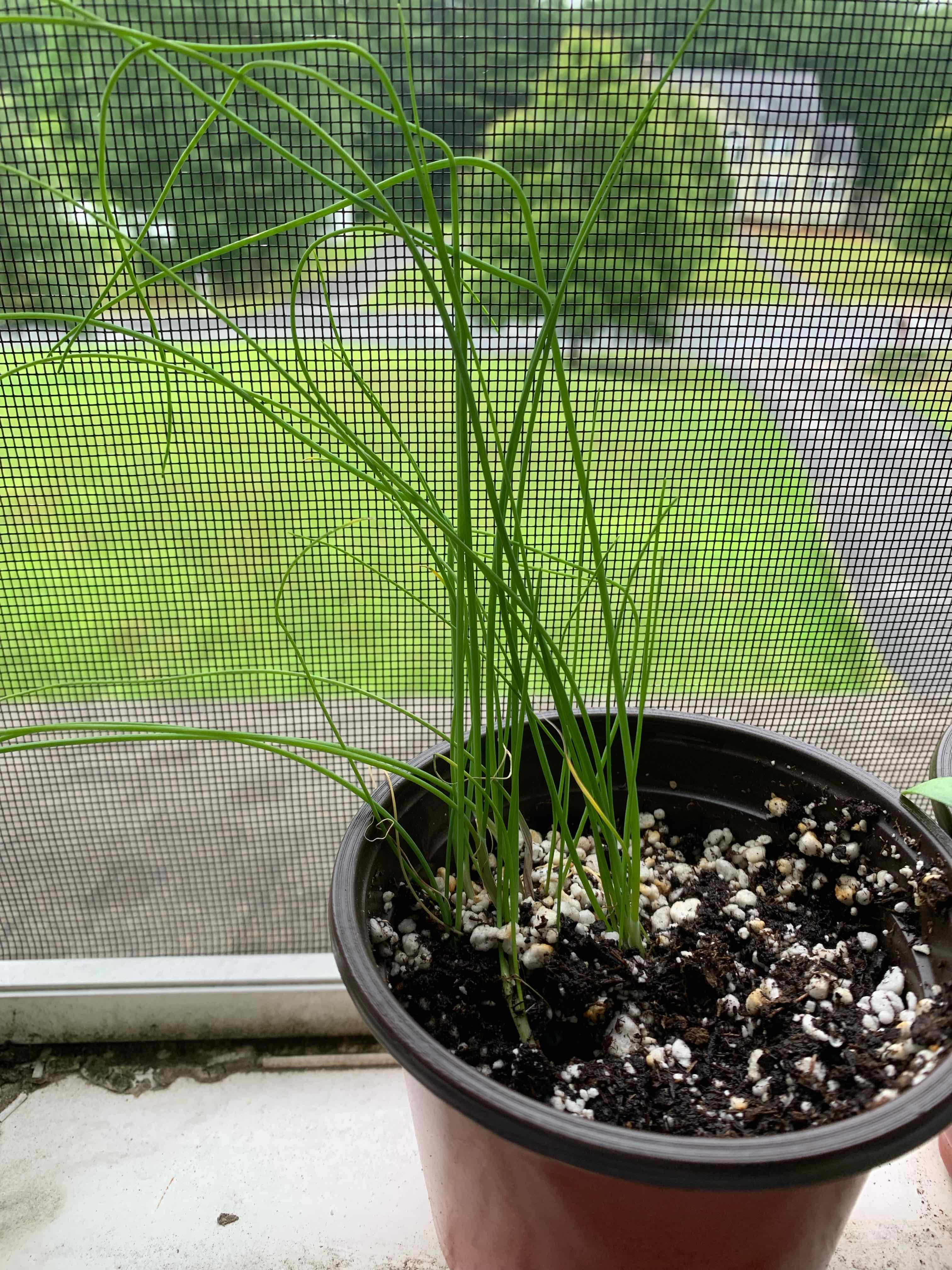 Potted Wild Chives plant with long, thin green leaves and visible soil.