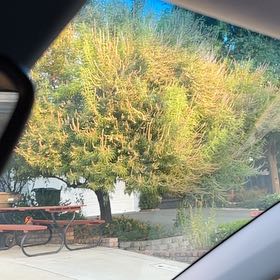 Photo of the plant species Spanish Broom by @ChampDaboecia68 named Sage on Greg, the plant care app