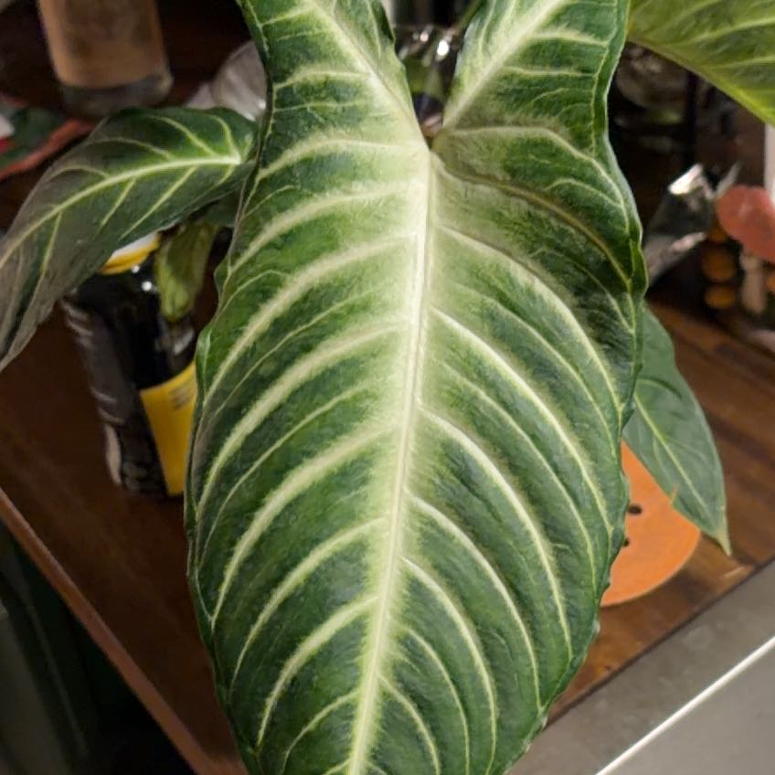 Photo of the plant species Magnificum by @WinEarthball72 named Tree Diddy on Greg, the plant care app