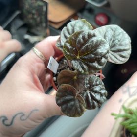 Photo of the plant species Peperomia Abricos by @WinEarthball72 named Zeus on Greg, the plant care app