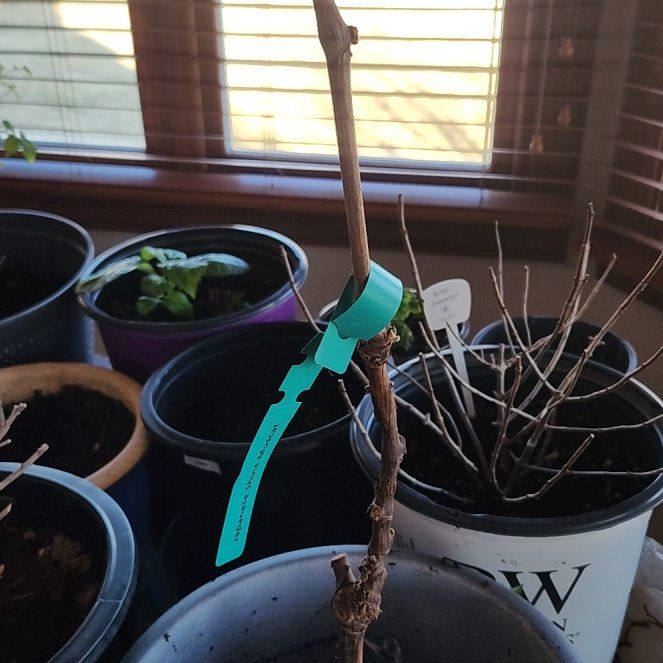Photo of the plant species Shine Muscat Grape by @YeveEverlasting named Remi on Greg, the plant care app