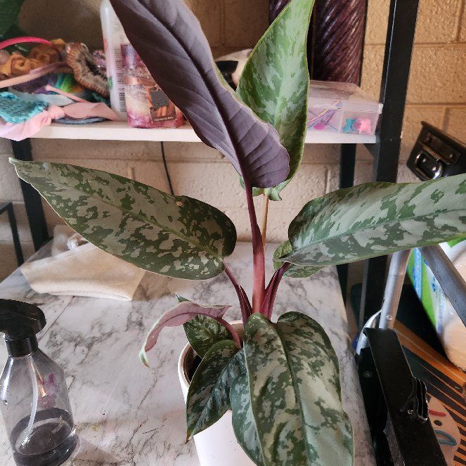 Photo of the plant species Purple Sword by @Corpsey named Athena on Greg, the plant care app