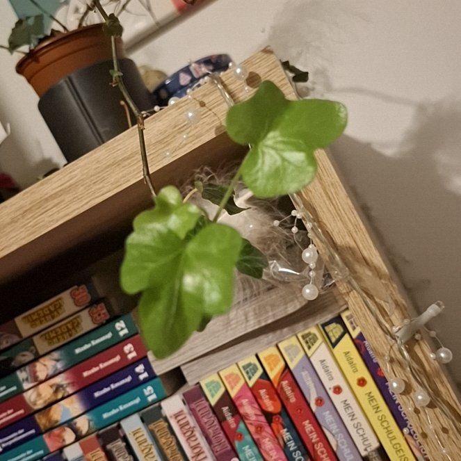 Photo of the plant species Baltic Ivy by @LavishWatermint named Terra on Greg, the plant care app